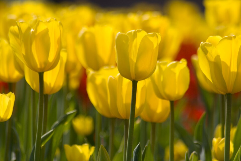 Tulips yellow close up