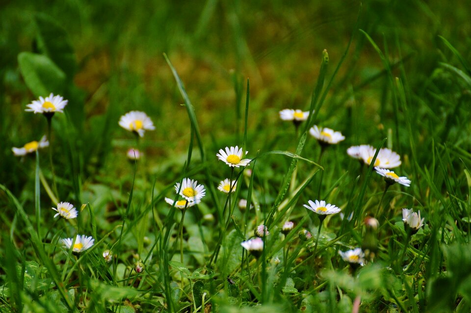 Nature wildflowers summer meadow