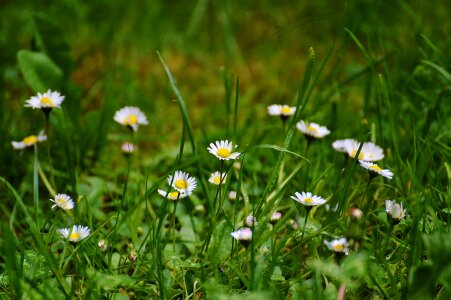 Nature wildflowers summer meadow photo