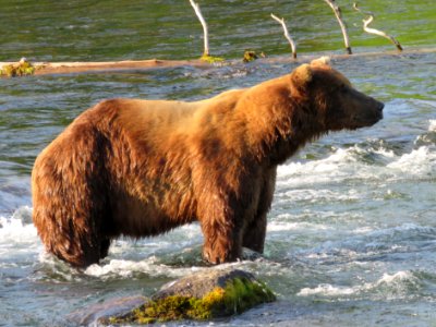 Bear #603