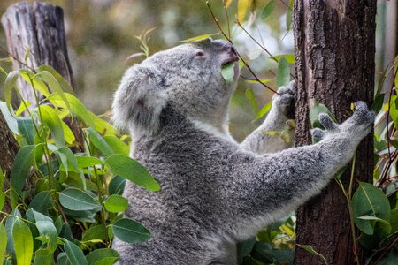 Koala tree australia photo