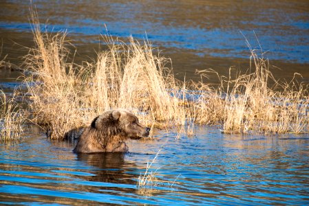 A brown bear on the Lower Brooks River NPS Photo/Russ Taylor