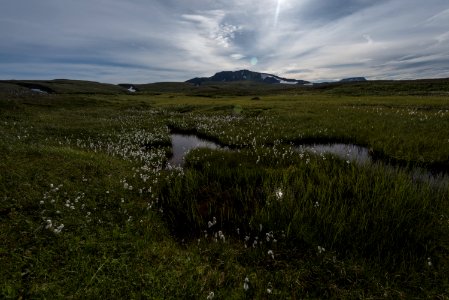Cottongrass adorns a stream in the Katmai Preserve NPS Photo/Russ Taylor