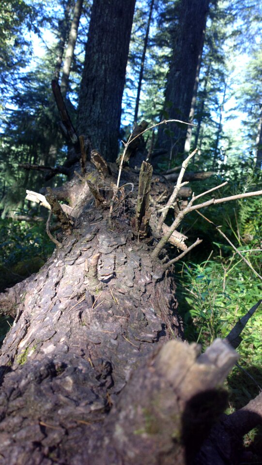 Nature tree environment