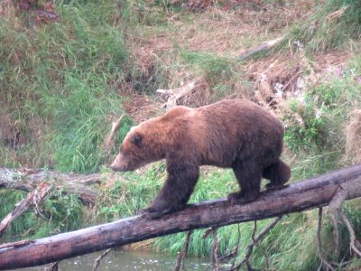 Bear #21