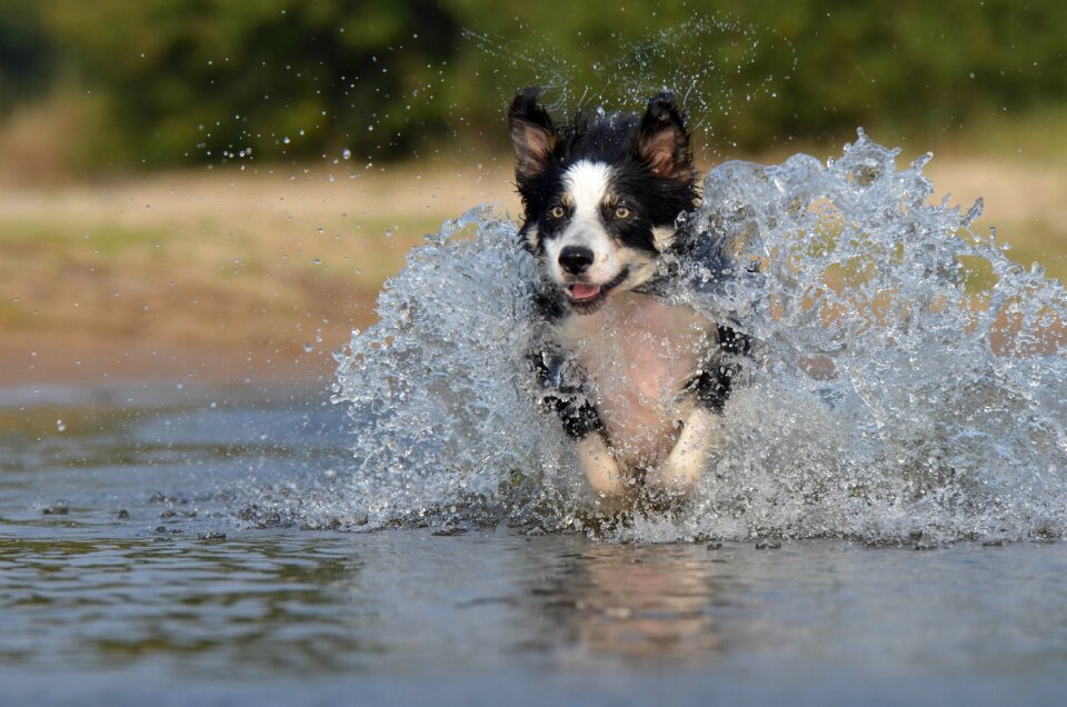 Water british sheepdog summer