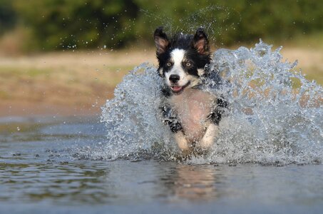 Water british sheepdog summer photo