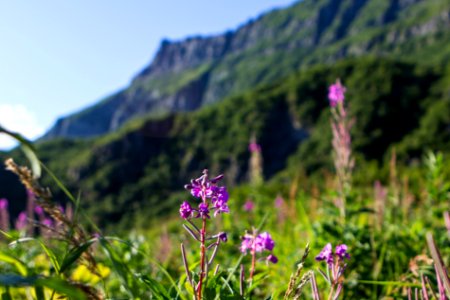 Fireweed