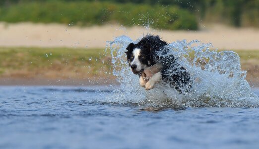 Water british sheepdog summer