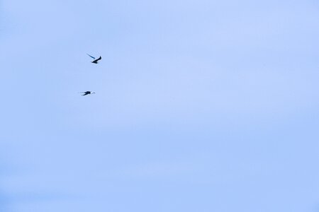 Birds flying animals photo