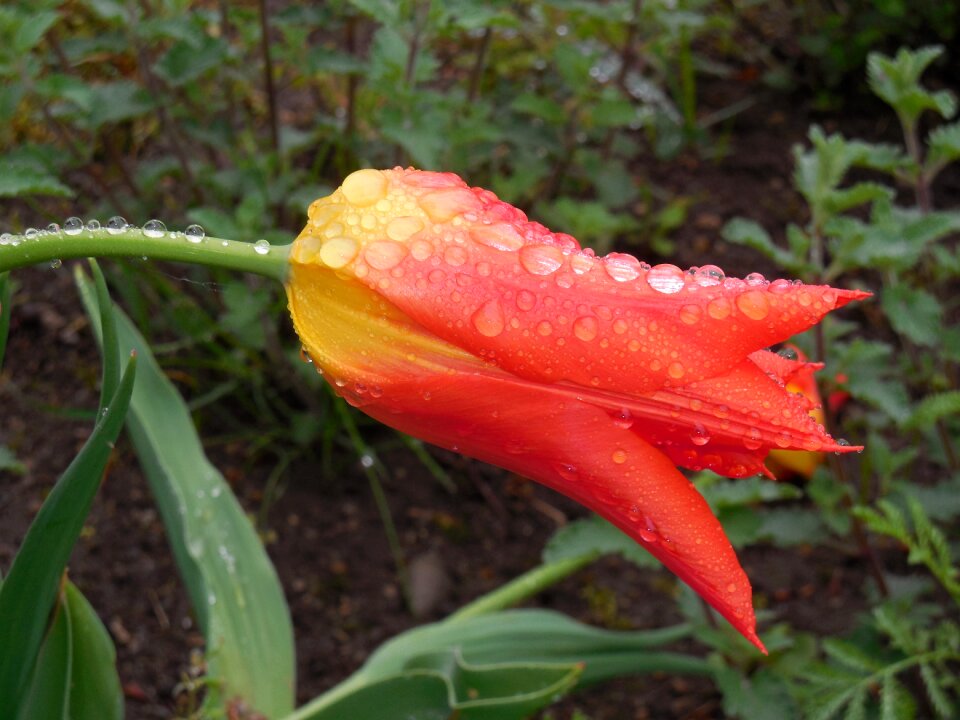 Orange petals drop of water