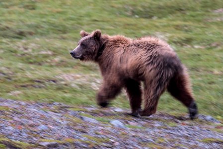 A brown bear runs across tundra, Katmai Preserve NPS Photo/Russ Taylor photo
