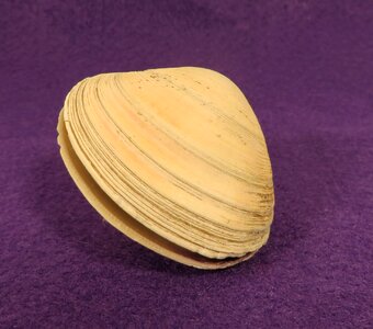 Mollusk seashell hinge