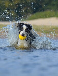 Water british sheepdog summer photo