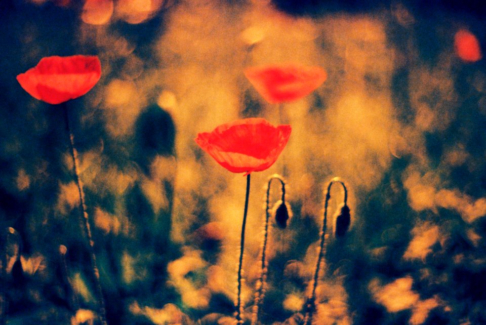 Praktica BC1 - Redscaled and Cross Processed - Poppies 3