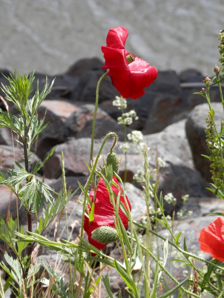 Blossom bloom wild flowers photo