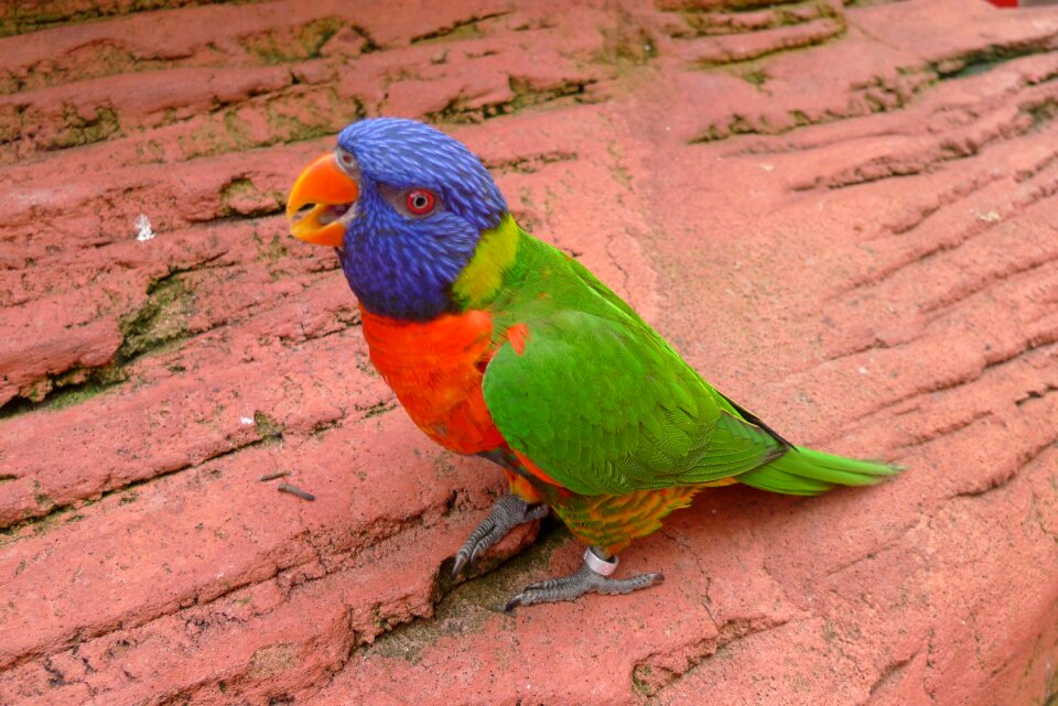 Colorful lori animal