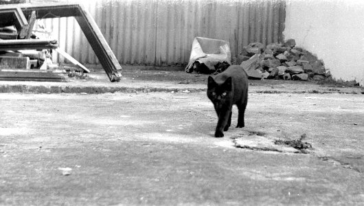 Lubitel 166B - Street Cat photo