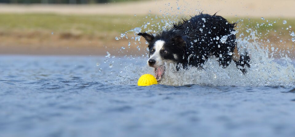 Water british sheepdog summer