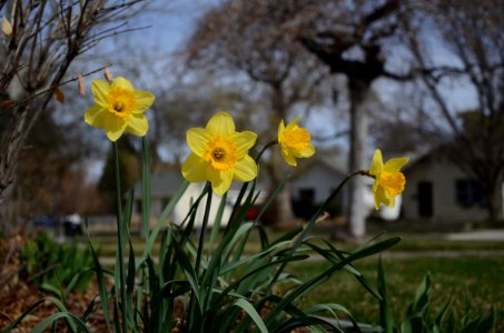 Daffodils Emerging photo