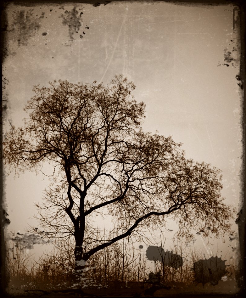 I Really Love the Fractal Shapes of Trees in Winter