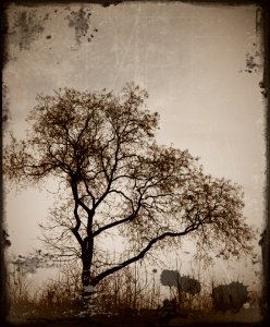 I Really Love the Fractal Shapes of Trees in Winter