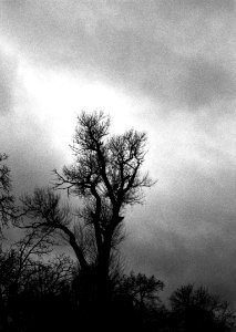 Canon Rebel XS - Winter Tree