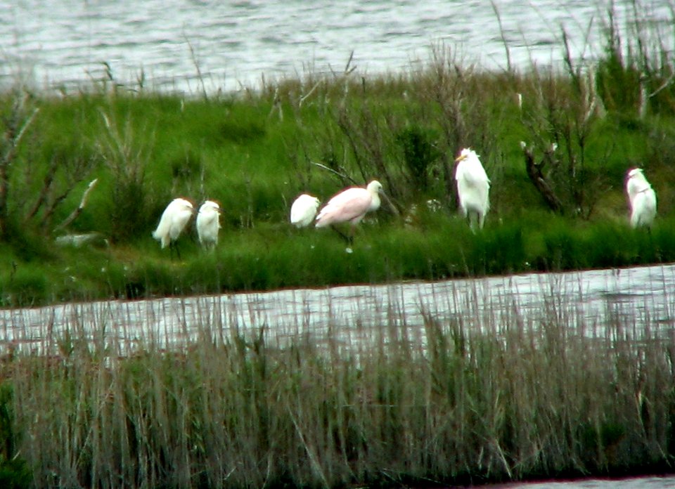 Roseate Spoonbill - Brigantine NWR