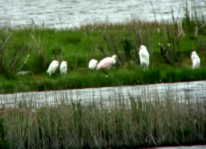 Roseate Spoonbill - Brigantine NWR