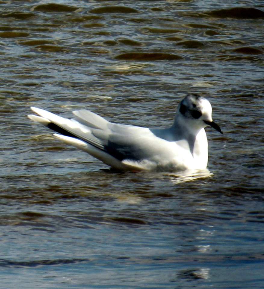 Little Gull - Morgan - April-2013