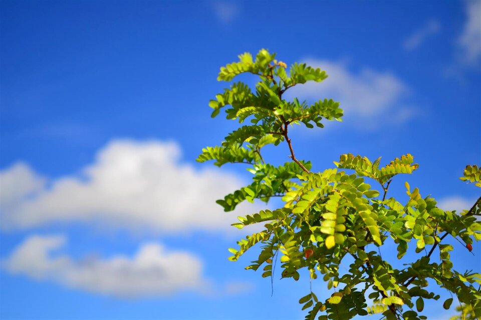 Tree green spring