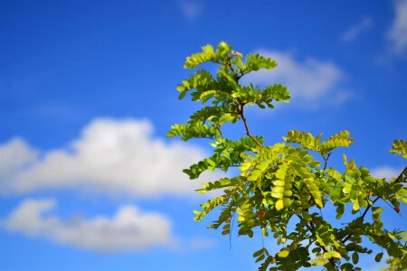 Tree green spring