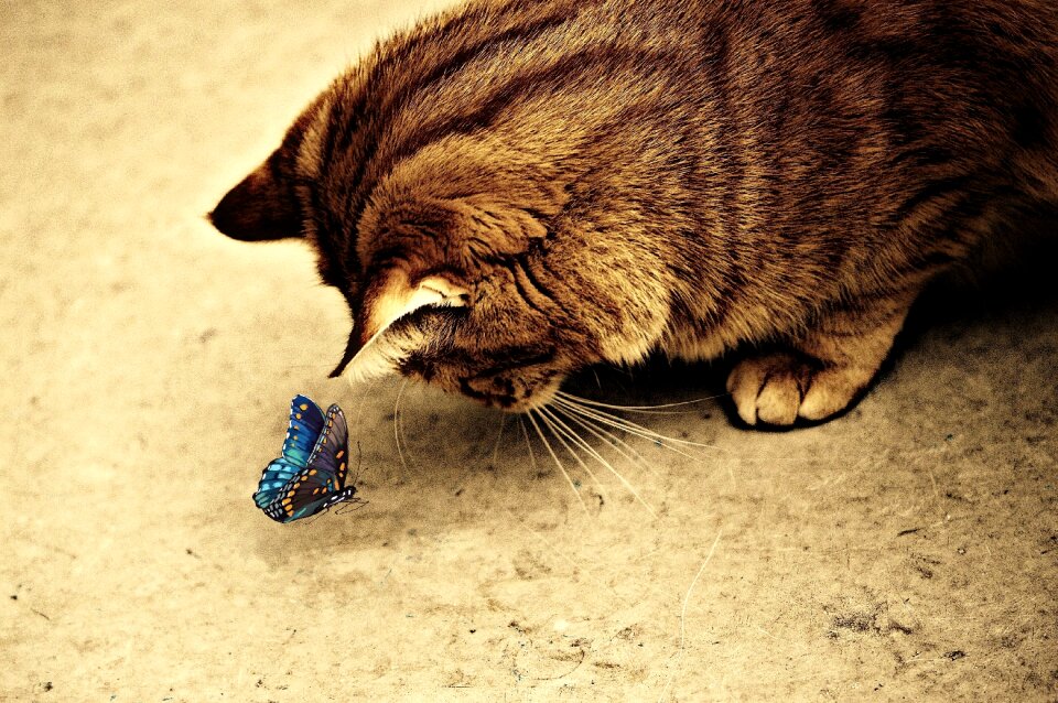 Mackerel tiger sweet