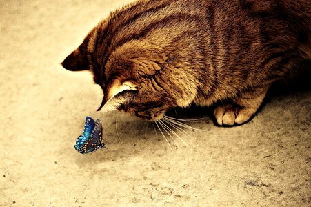 Mackerel tiger sweet