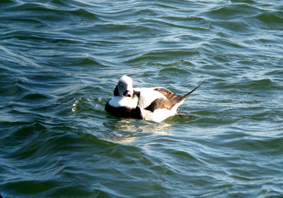 Long-tailed Duck, Drake - Barnegat Inlet