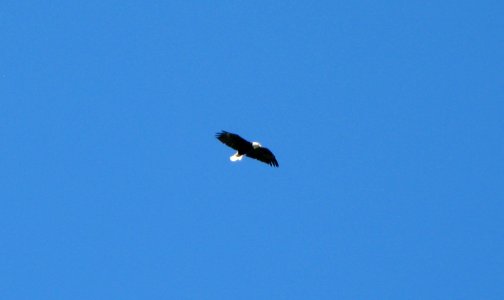 Bald Eagle - Grover Farm - West Windsor NJ