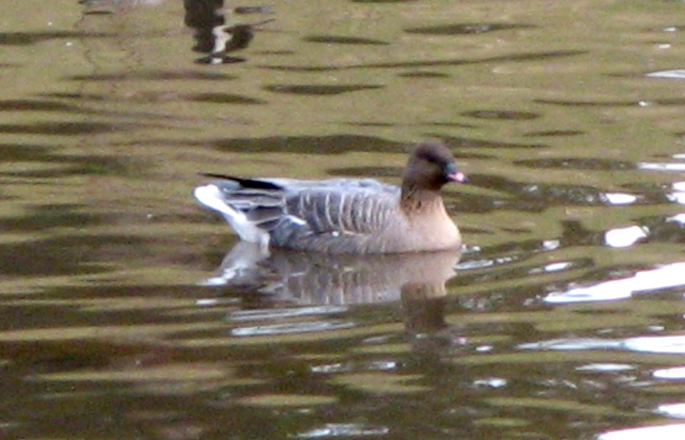 Pink-footed Goose - Deer Path Park