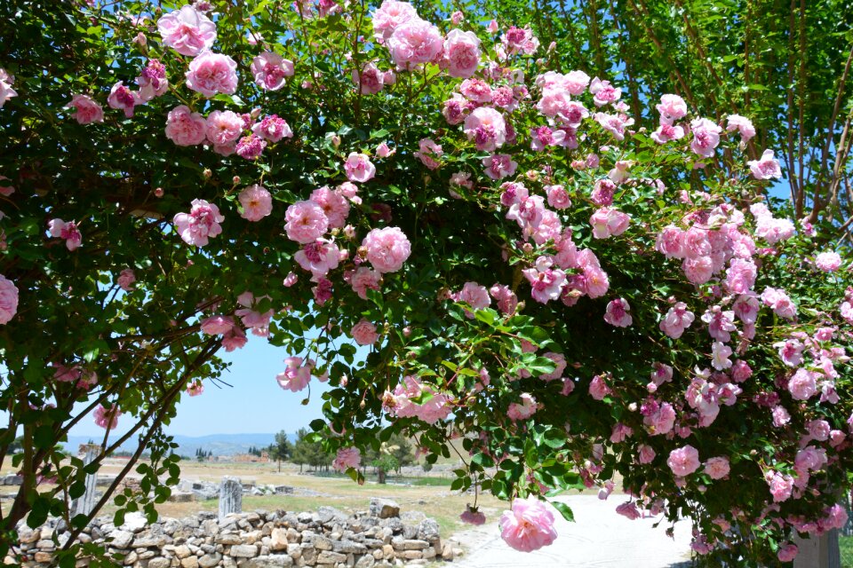 Ornamental plant plant nature