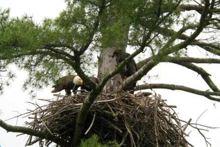 Bald Eagle Nest - Roundout Reservoir photo