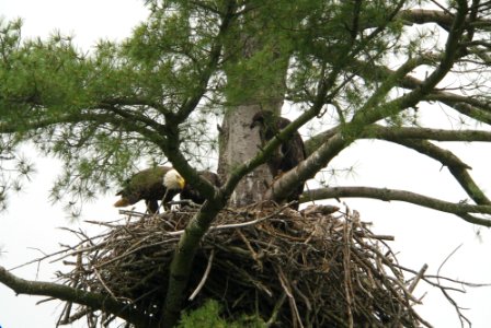 Bald Eagle Nest - Roundout Reservoir