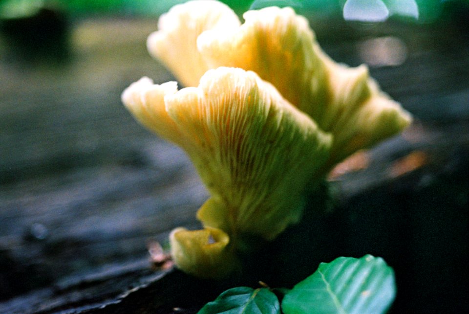 Exa + Tessar 2,8/50 + Macro Ring - Fungus