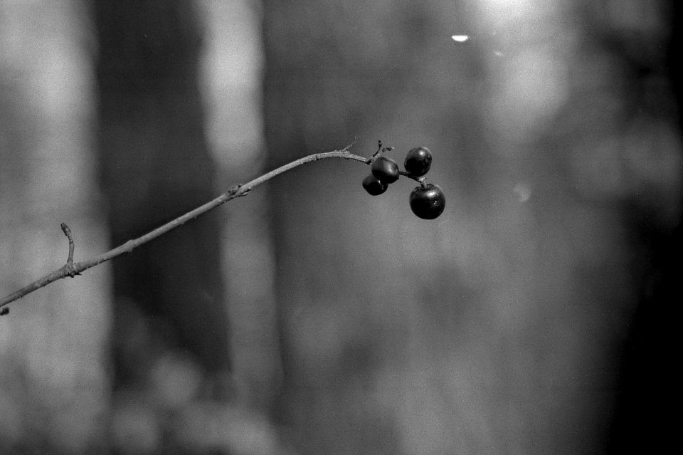 Contax D + Industar-61 L/Z - Berries