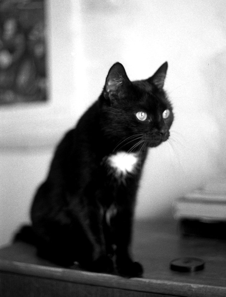 Praktica BC1 - Still Life with Cat and Lens Cap