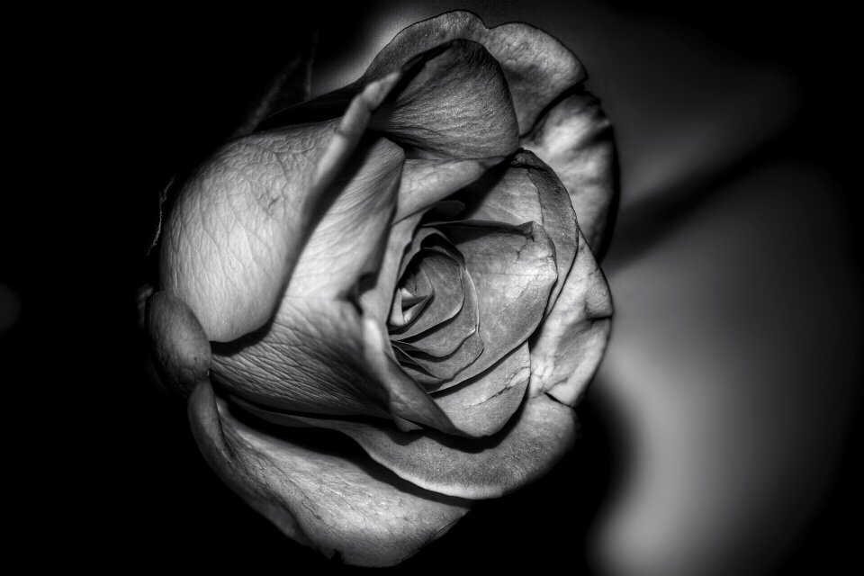 Black white blossom bloom