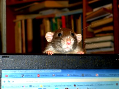 Satine (fancy rat) photo