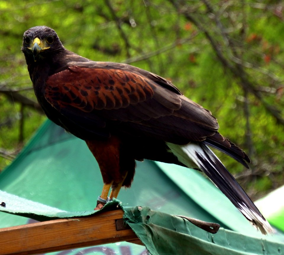 Harris's Hawk 2