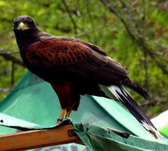 Harris's Hawk 2 photo