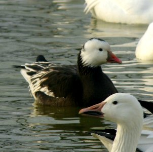 Blue Morph Ross's Goose - Franklin NJ