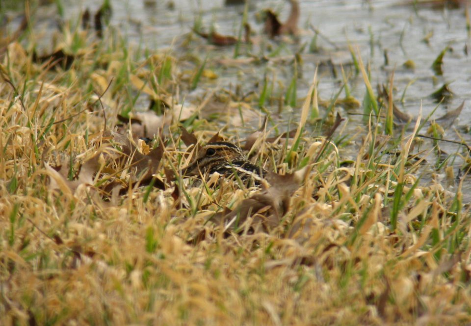 Wilson's Snipe - Opie Road 2-13-13