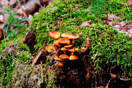 Forest fungus on tree stump wood photo